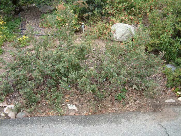 Arctostaphylos pumila