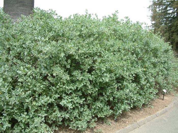 Quail Bush, Lens-scale