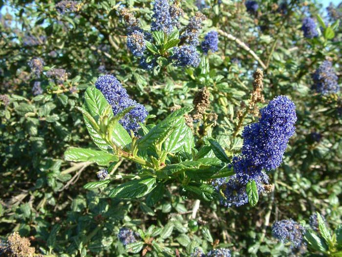 Plant photo of: Ceanothus gloriosus 'Anchor Bay'