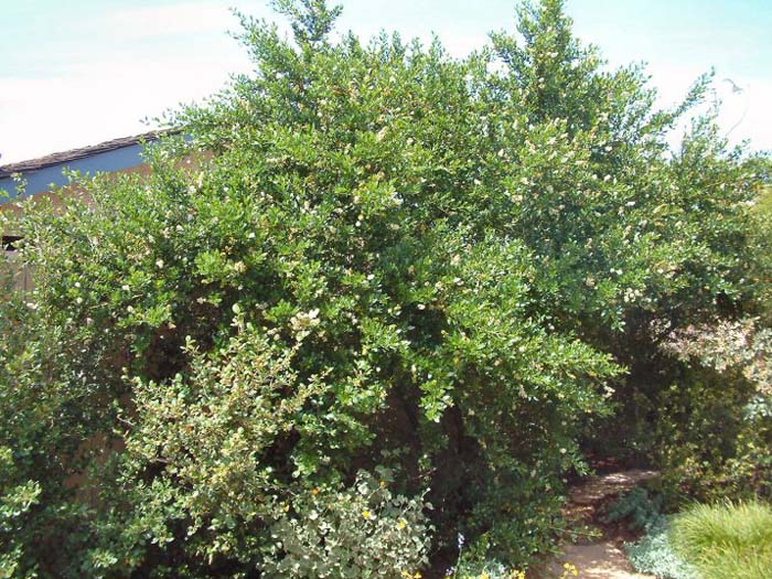 Ceanothus thyrsiflorus 'Snow Flurry'