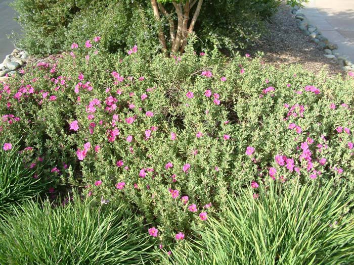 Plant photo of: Cistus 'Sunset'