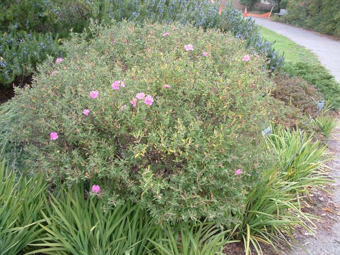 Plant photo of: Cistus incanus