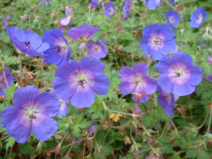 Plant photo of: Geranium 'Brookside'