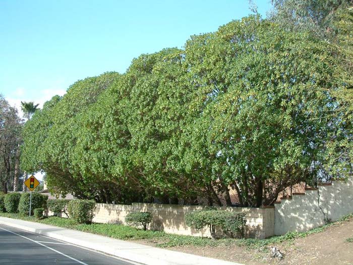 Plant photo of: Myoporum laetum