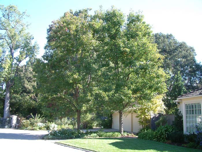 Plant photo of: Pyrus calleryana 'Aristocrat'