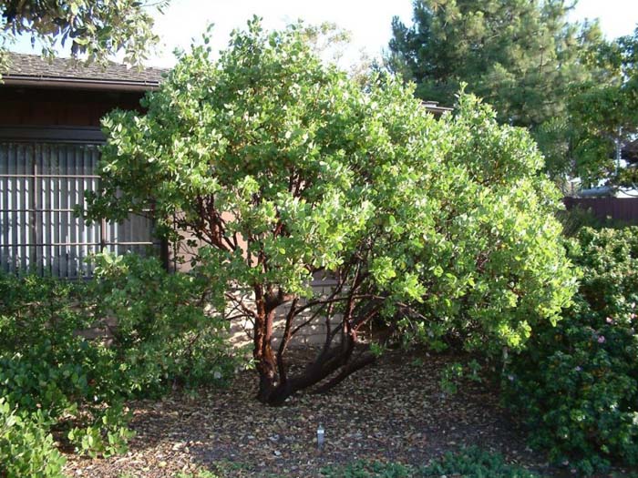 Arctostaphylos manzanita 'Dr. Hurd'