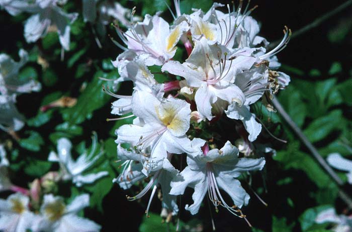 Western Azalea