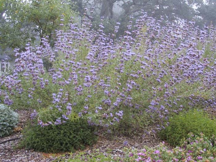 Plant photo of: Salvia clevelandii 'Winifred Gillman'