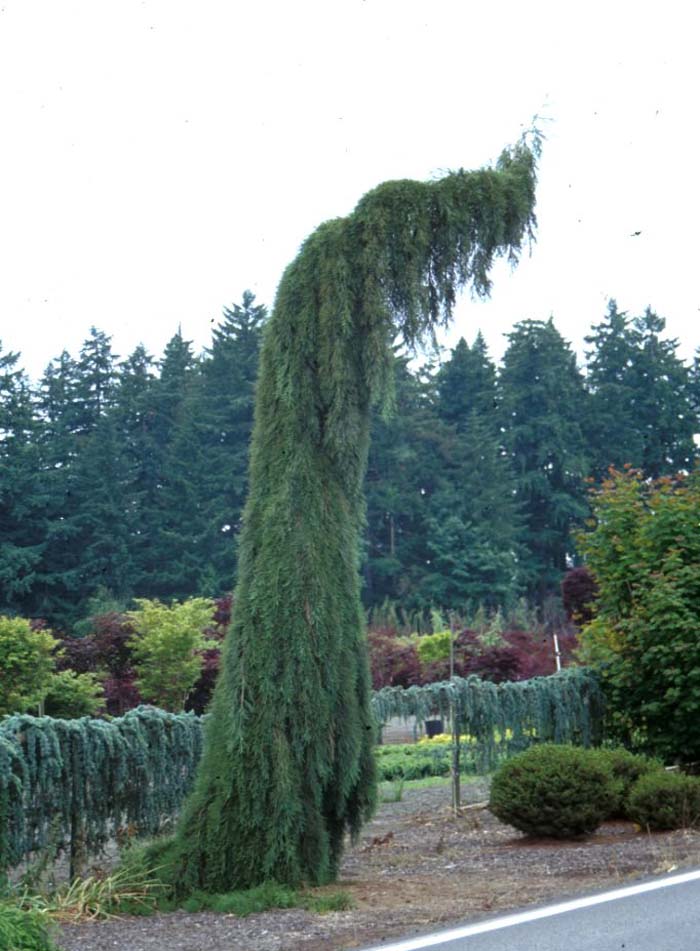 Weeping Sequoia