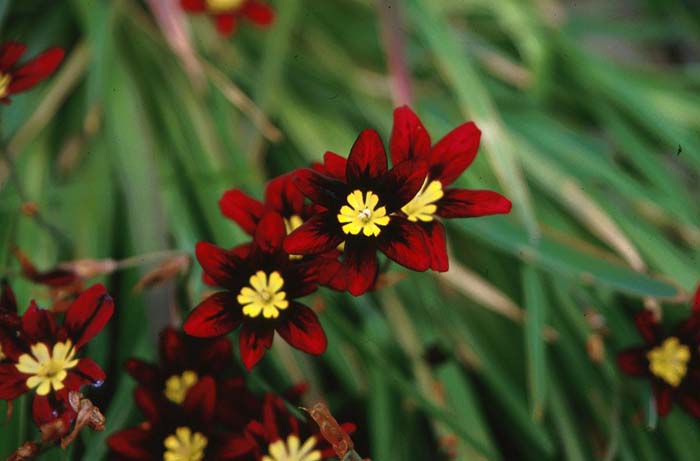 Sparaxis, Harlequin Flower