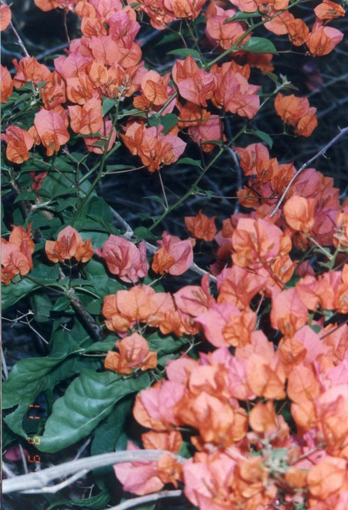 Bougainvillea