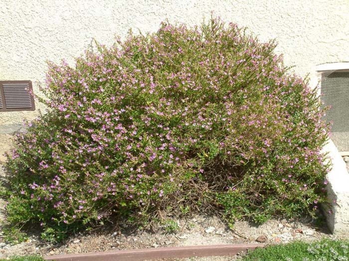 Hawaiian Heather, False Heather