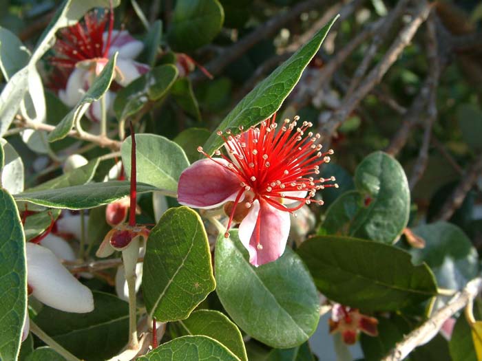 Feijoa sellowiana