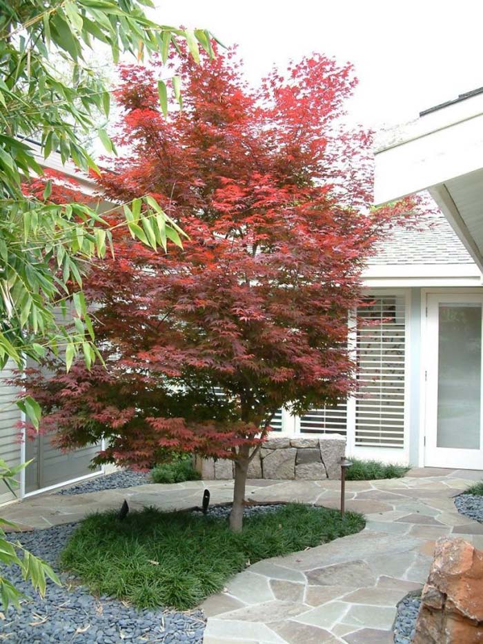 Acer palmatum 'Bloodgood'