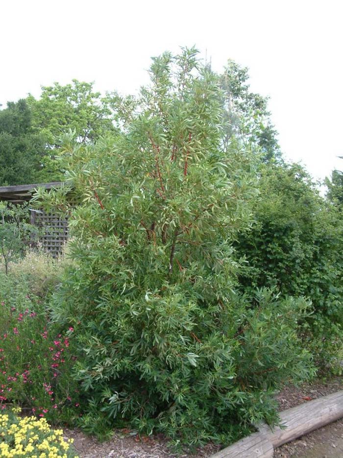 Plant photo of: Lyonothamnus floribundus asplenifolius