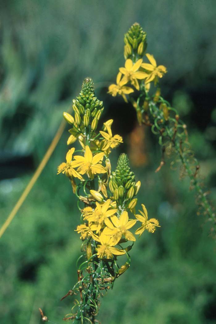 Poker Bulbine, Yellow Stalked Bulbi