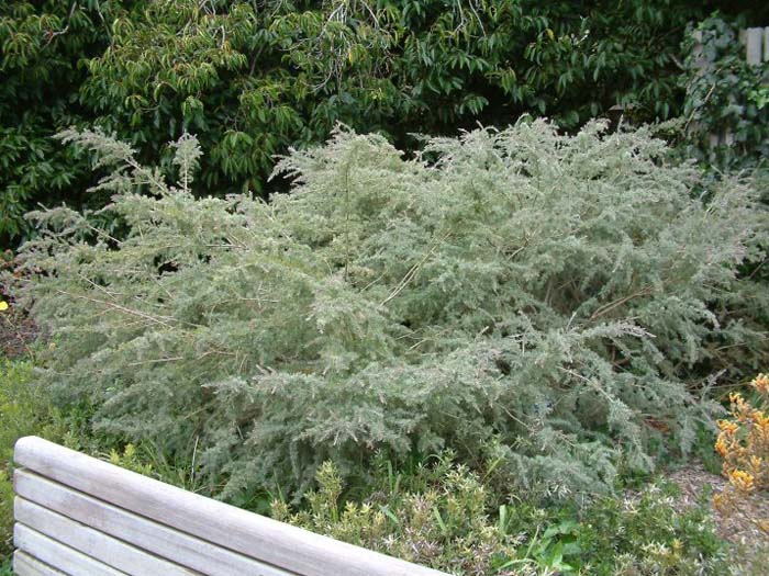 Gray Honey Myrtle