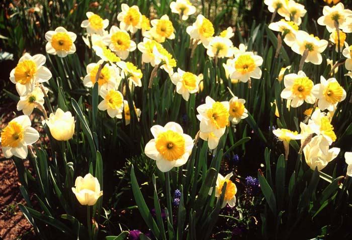 Narcissus 'Stratavarus'