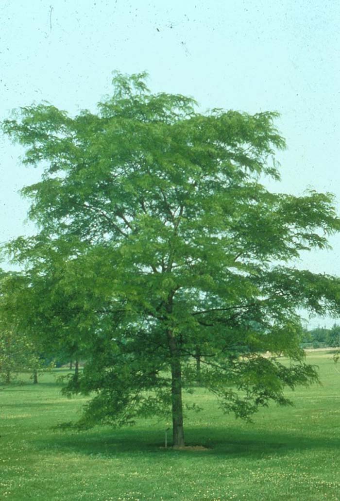 Gleditsia tricanthos 'Shademaster'