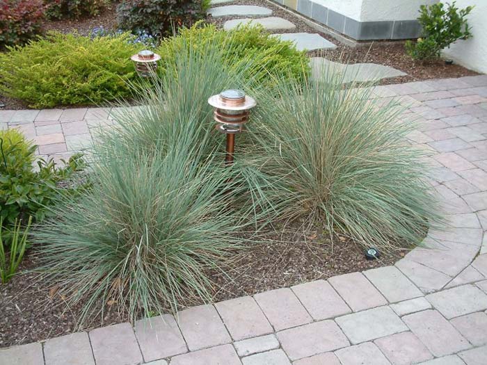 Plant photo of: Festuca amethystima 'Superba'