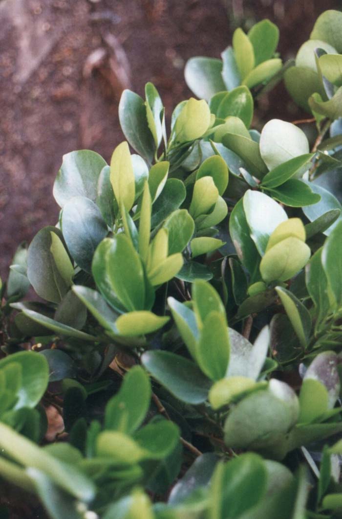 Plant photo of: Griselinia littoralis