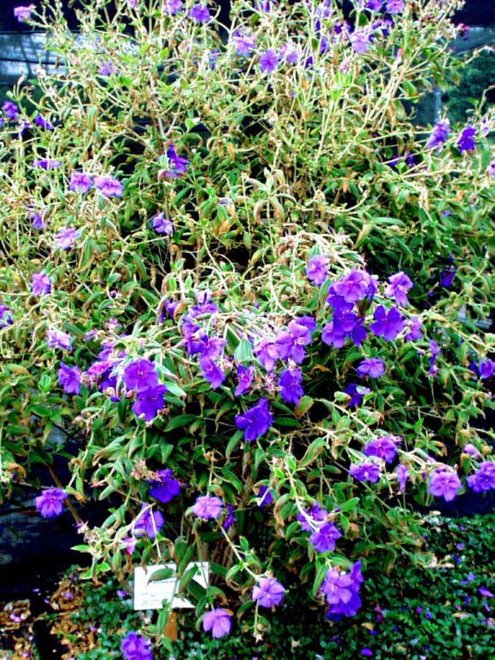 Tibouchina urvilleana