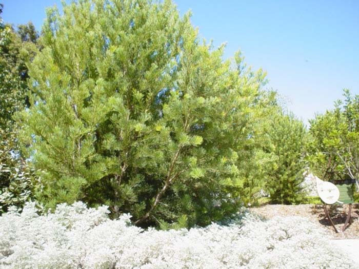 Hakea suaveolens