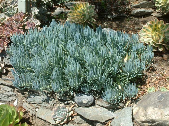 Senecio mandraliscae