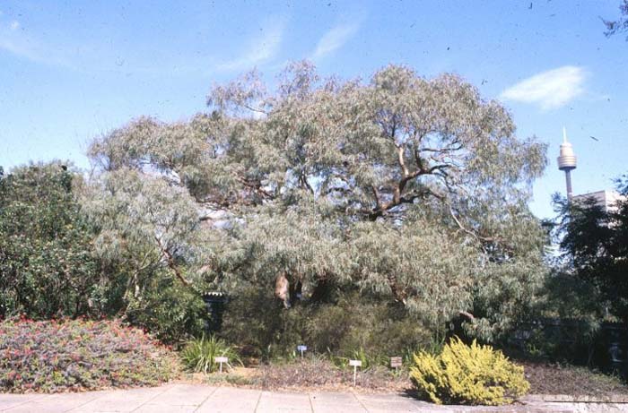 Nichol's Willow-leafed Peppermint