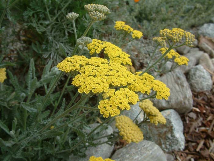 Plant photo of: Achillea X taygetaea 'Moonshine'