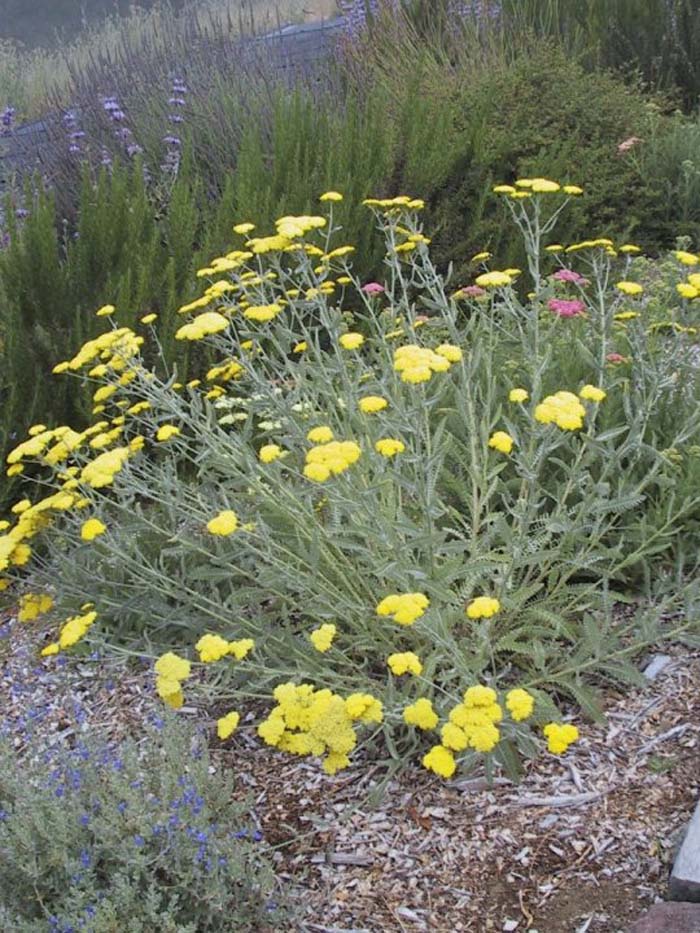 Plant photo of: Achillea X taygetaea 'Moonshine'