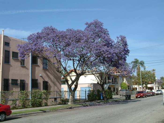 Plant photo of: Jacaranda mimosifolia