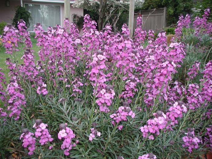 Plant photo of: Erysimum 'Bowles Mauve'