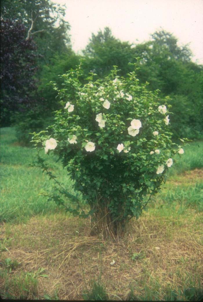 Plant photo of: Hibiscus syriacus 'Diana'