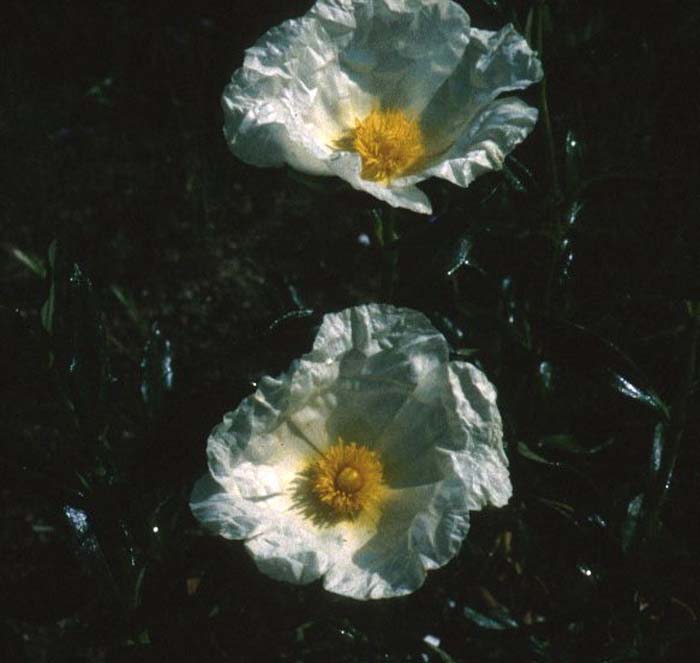 Cistus palhinae