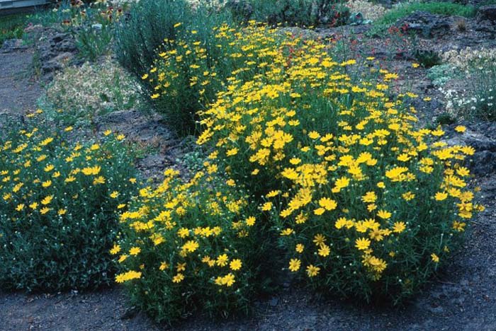 Coreopsis verticillata 'Golden Shower'