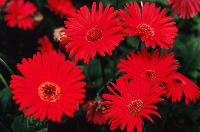 Gerbera,Transvaal Daisy