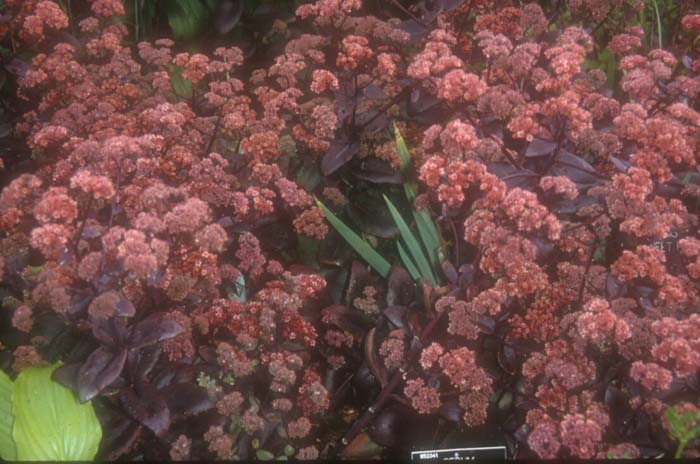 Sedum telephium 'Autumn Joy'