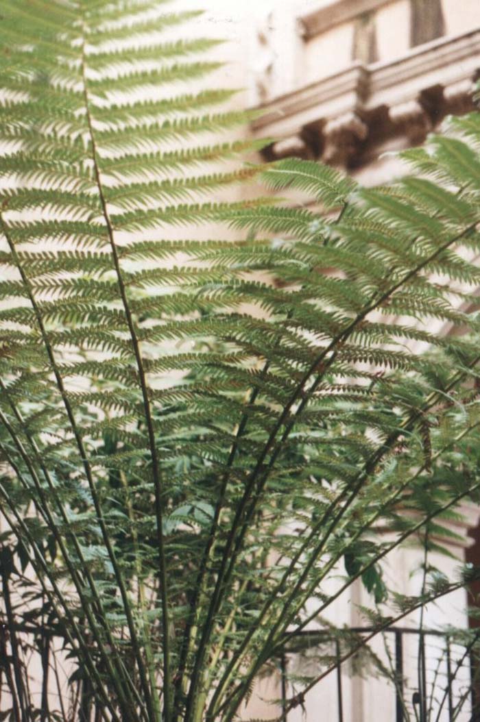 Plant photo of: Cyathea cooperi