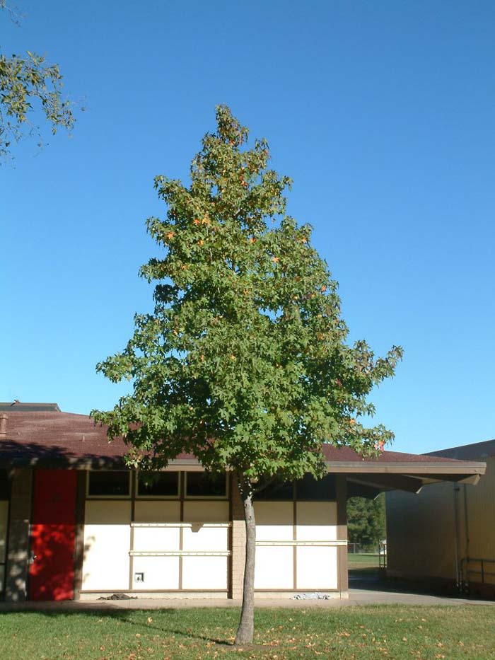 Plant photo of: Liquidambar styraciflua 'Burgundy'