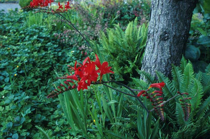 Lucifer Crocosmia