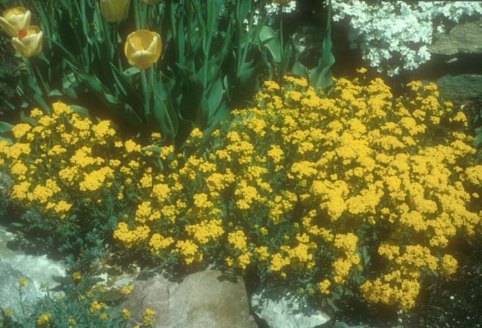 Plant photo of: Aurinia saxatilis 'Basket of Gold'