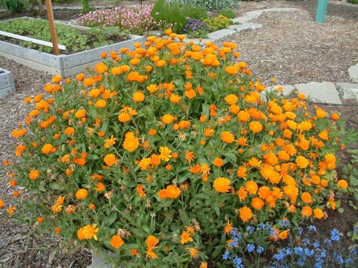 Calendula, Pot Marigold