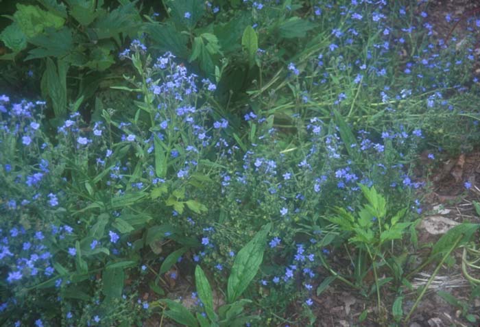 Cynoglossum amabile