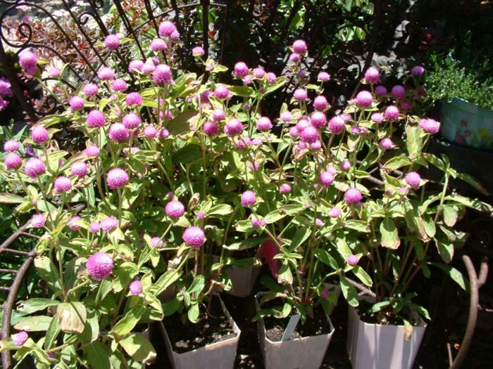 Globe Amaranth