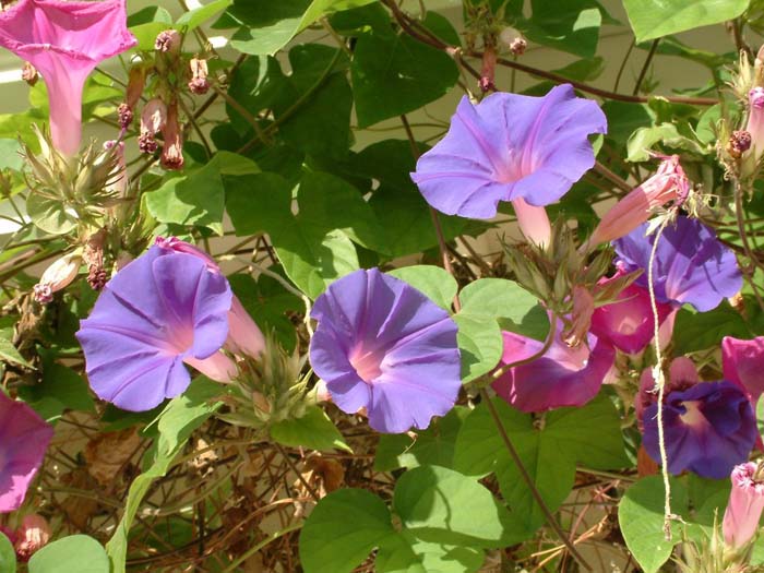 Ipomoea purpurea