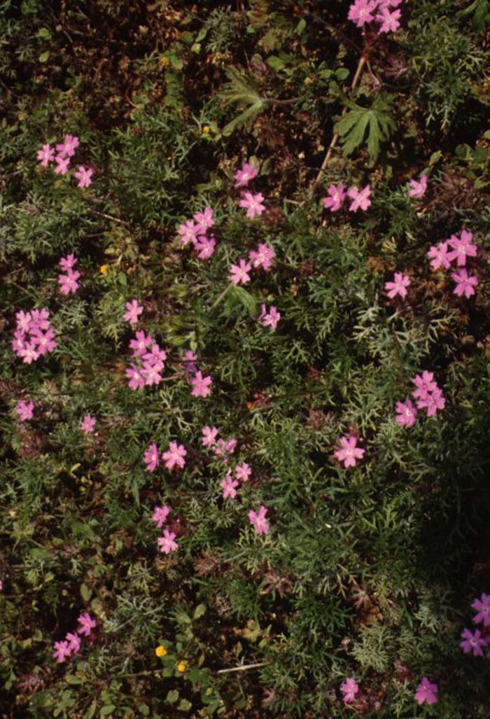 Portulaca pilosa