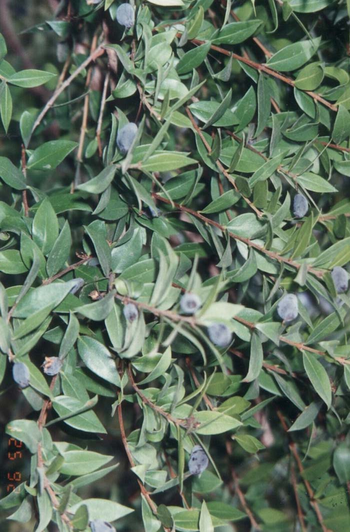 Plant photo of: Myrtus communis