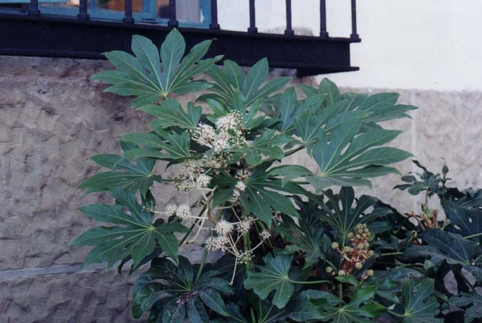 Fatsia japonica