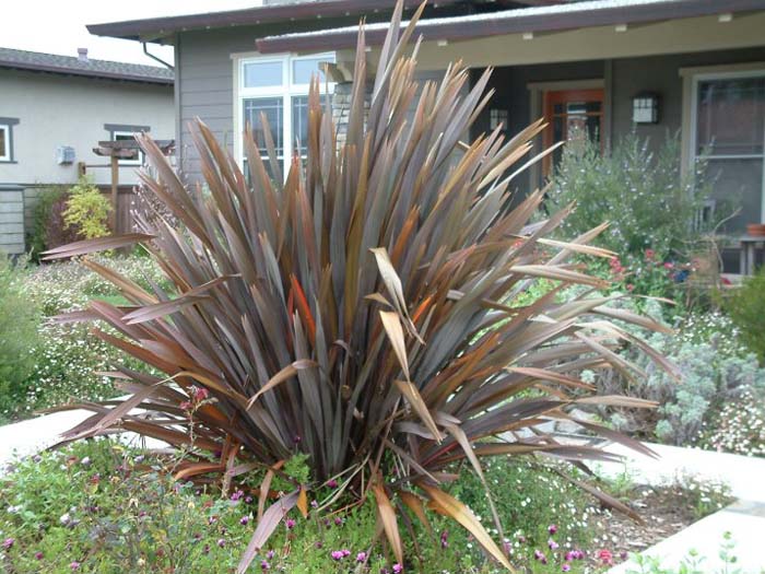 Phormium tenax 'Atropurpureum'